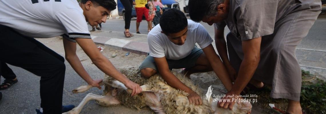 بالصور ; ذبح الأضاحي في جنوب قطاع غزة فى أول أيام عيد الأضحى المبارك
