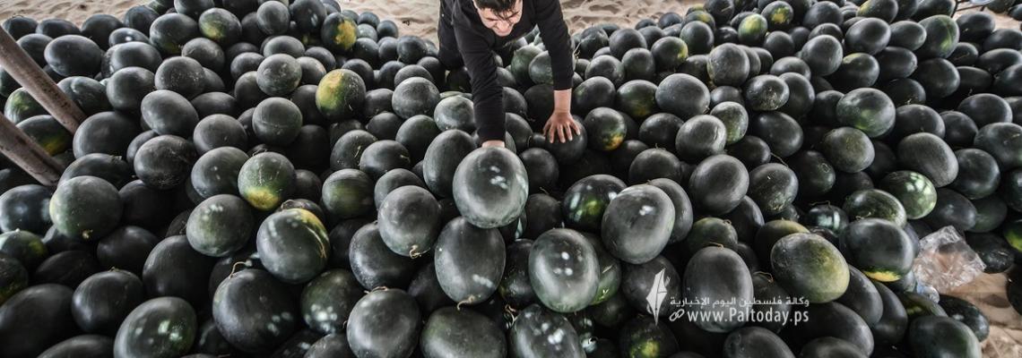 انتعاش موسم البطيخ في قطاع غزة مع إرتفاع درجات الحرارة