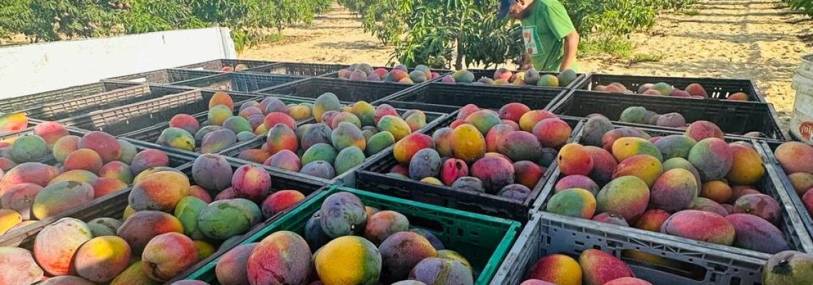 بالصور: قطف محصول المانجا في قطاع غزة