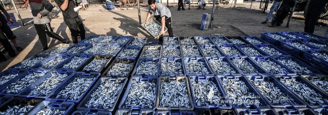 بالصور ; صيد وفير من اسماك السردين في بحر خان يونس جنوب قطاع غزة .