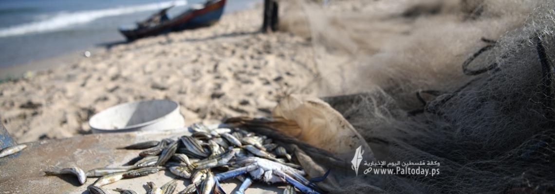 بالصور : السلطعونات.. فاكهة أهالي غزة البحرية ومصدر رزقهم