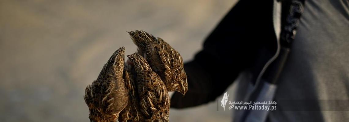 بالصور ; بدء موسم صيد طائر السمان المهاجر (الفر) على ساحل بحر قطاع غزة