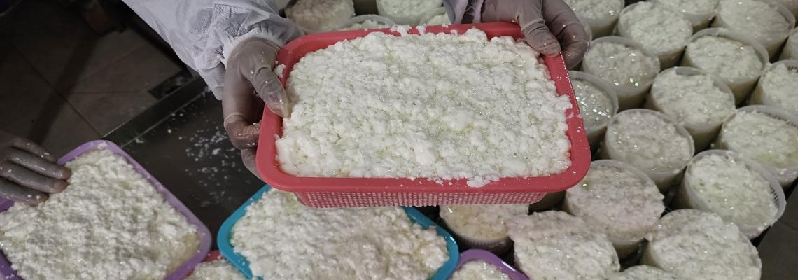 صناعة الجبنة البلدية برفح التي يزداد الطلب عليها في شهر رمضان