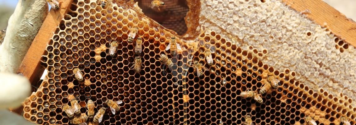 بالصور : موسم جني عسل النحل في قطاع غزة