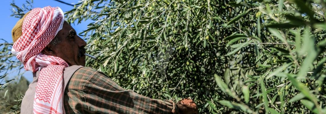 بالصور:"فلسطين اليوم "تُرافق المواطنين خلال موسم جني الزيتون على الحدود الشرقية لقطاع غزة
