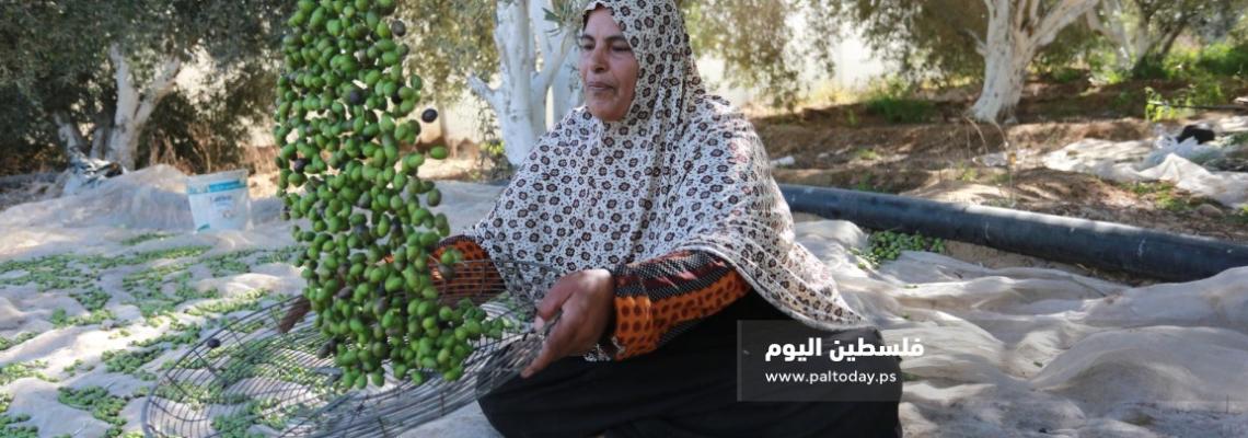 بدء موسم قطف الزيتون بغزة