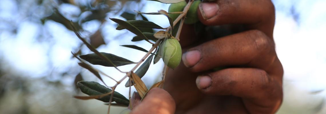 بالصور:خلال موسم قطف الزيتون الغزيون يستعينون بسواعد أصدقائهم لمساعدتهم في قطف ثمار الزيتون
