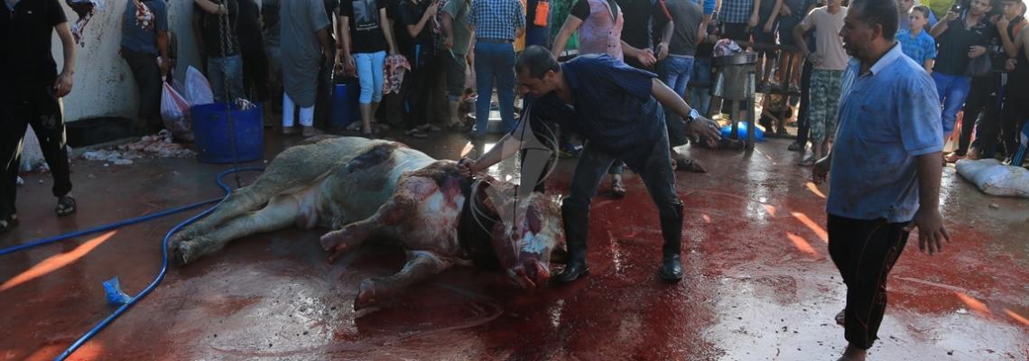 بالصور:جانب من ذبح الأضاحي في قطاع غزة