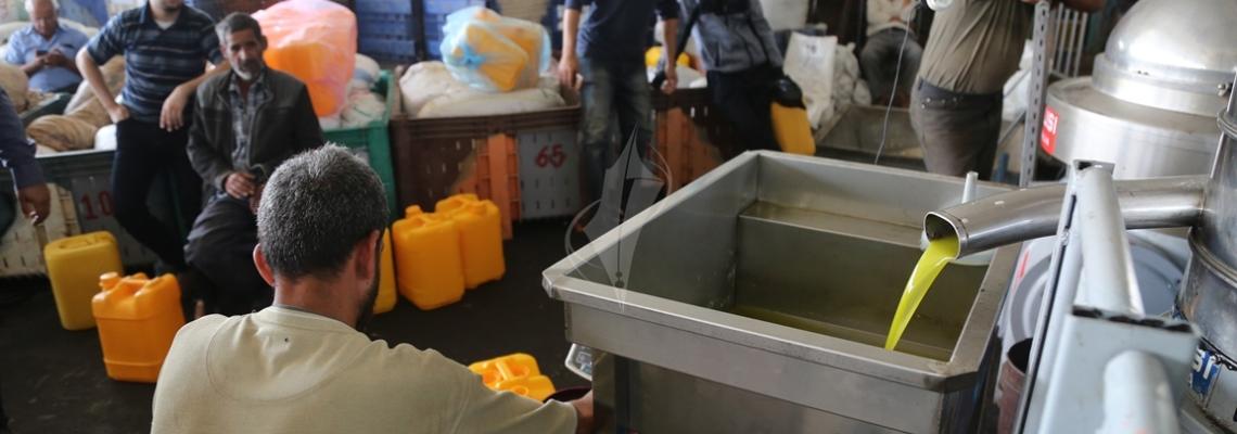 بالصور:معاصر الزيتون تزهر في أكتوبر للارتواء بالذهب الأسود