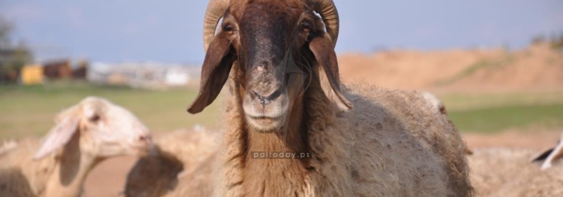 جانب من الحياة البدوية فى قطاع غزة "موسم رعاة الاغنام"