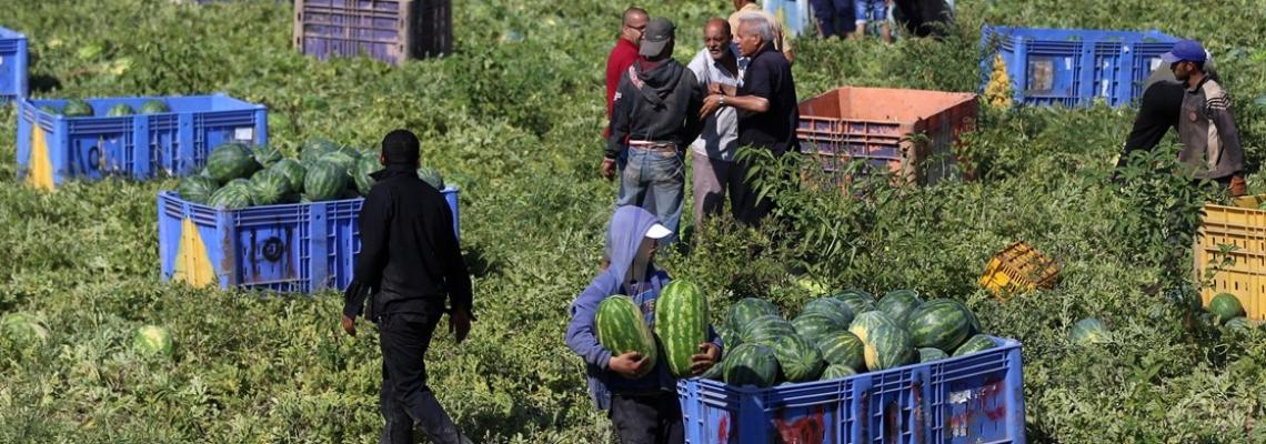 بالصور:مزارعون من شمال غزة يقطفون "البطيخ"
