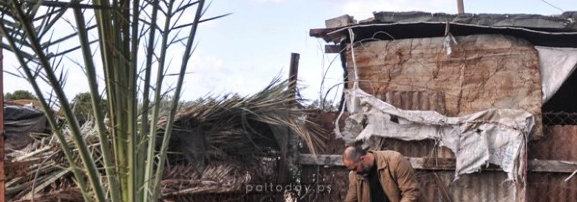 سوسة النخيل تنخر في أشجار النخيل في قطاع غزة