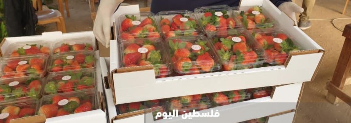 غزة تبدأ بجني  محصول "الفراولة" لتصديره للضفة المحتلة