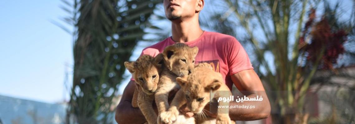 ولادة ثلاثة أشبال اسد فى حديقة حيوان رفح