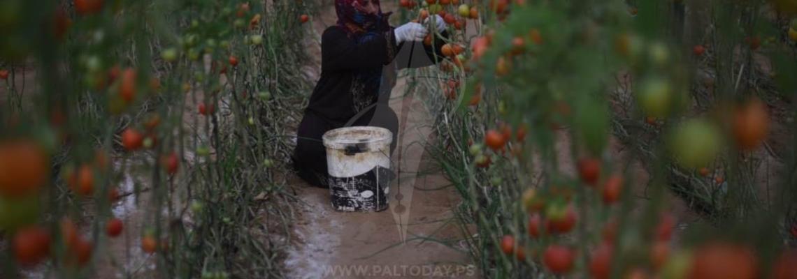 قطف محصول البندورة  من بلدة خزاعة جنوب قطاع غزة