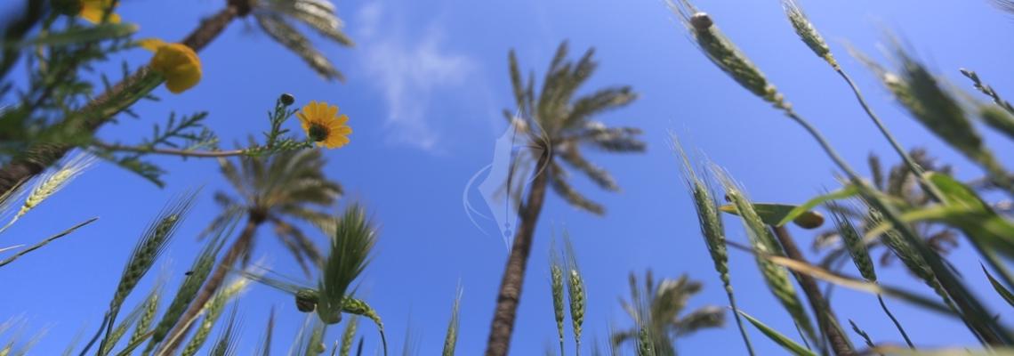 بالصور :جمال فصل الربيع في قطاع غزة