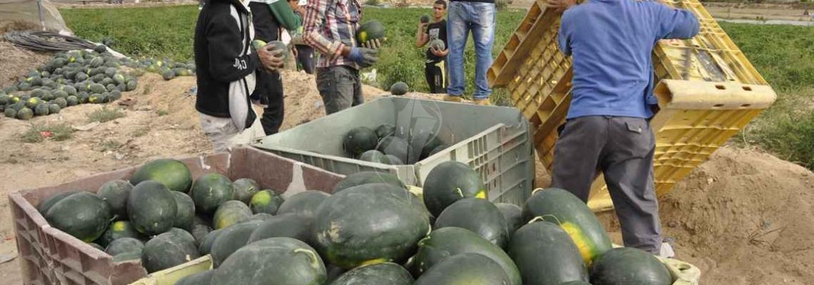 مزارعون يَجْنونَ ثمار البطيخ من المناطق الجنوبية في قطاع غزة