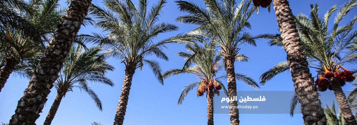 موسم قطف ثمار البلح فى غزة