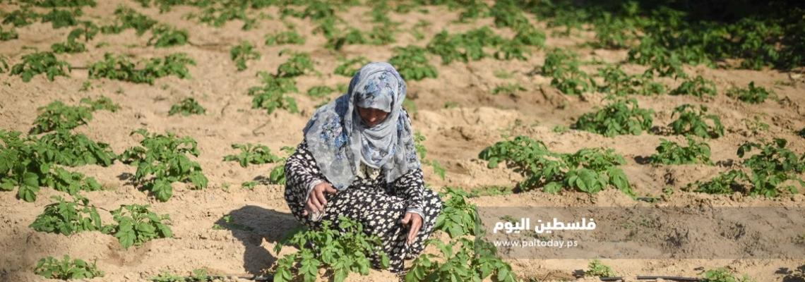 مزارعات غزة يصارعن الحياة لتوفير لقمة العيش