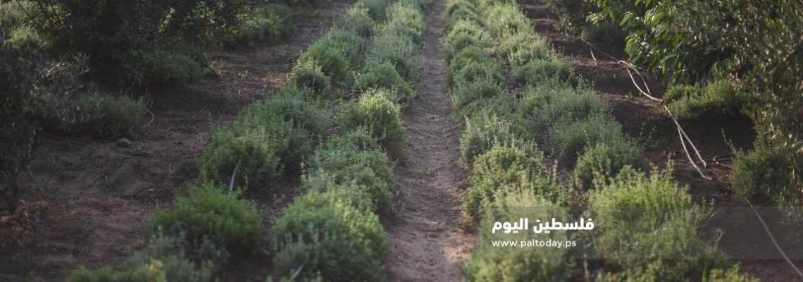لأول مرة في قطاع غزة نجاح تجربة زراعة الزعتر
