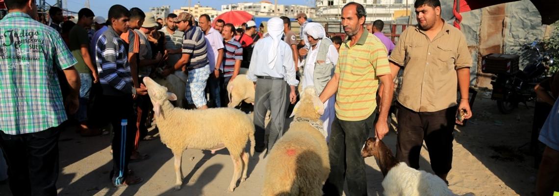 بالصور:سوق الماشية "الحلال" في الجمعة الأولى من ذي الحجة والأخيرة قبل العيد