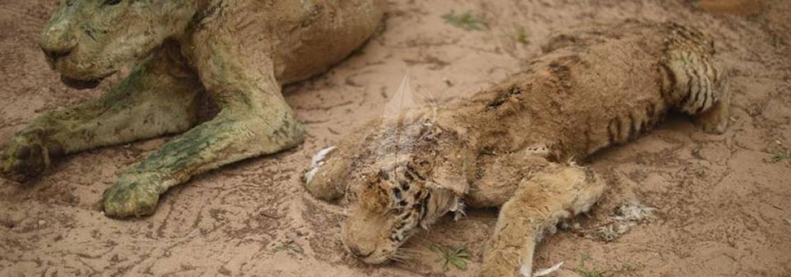 بالصور ..حديقة الحيوانات الوحيدة بغزة شاهد على جرائم الاحتلال فجميع حيواناتها ميته