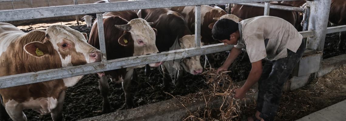 بالصور :مزارع العجول فى غزة تستعد لاستقبال عيد الاضحى
