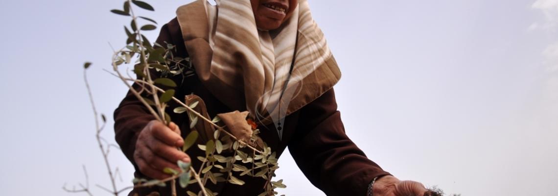 ناشطون يزرعون الزيتون في منطقة جحر الديك في ذكرى يوم الأرض