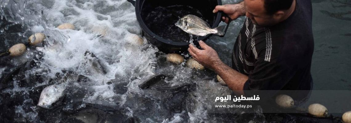 " الاستزراع السمكي " فى غزة بديل عن مضايقات الاحتلال البحرية