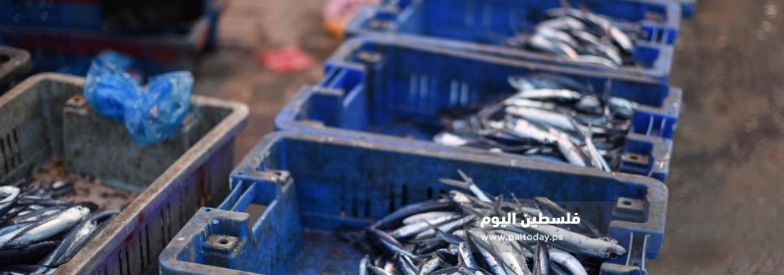 سمك " العصافير " يغزو أسواق غزة 