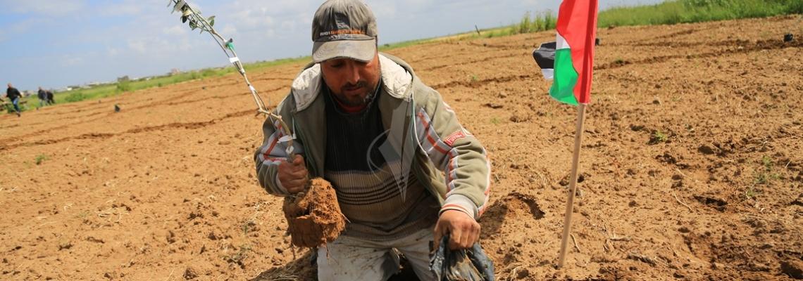 بالصور:غزيون يزرعون أشحار الزيتون على الحدود الشرقية لحي الشجاعية في ذكرى يوم الأرض
