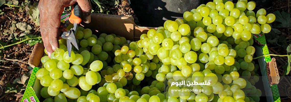 مزارعون فلسطينيون من قطاع غزة يقطفون العنب