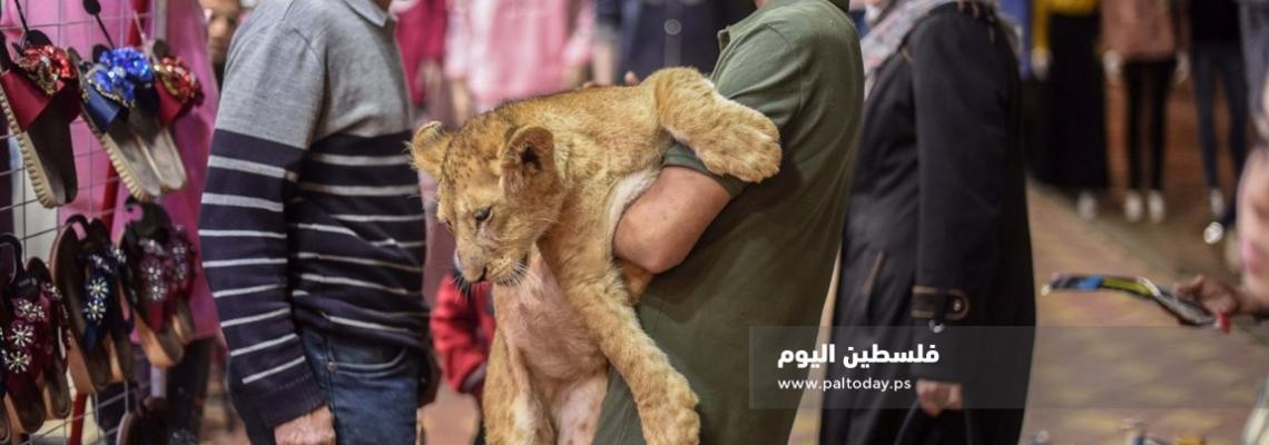 شاهد ... أسود تتجول بين المواطنين فى سوق مدينة خانيونس 