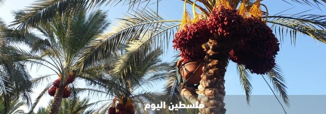 وسط اجراءات وقائية من كورونا: جني ثمار البلح في دير البلح  