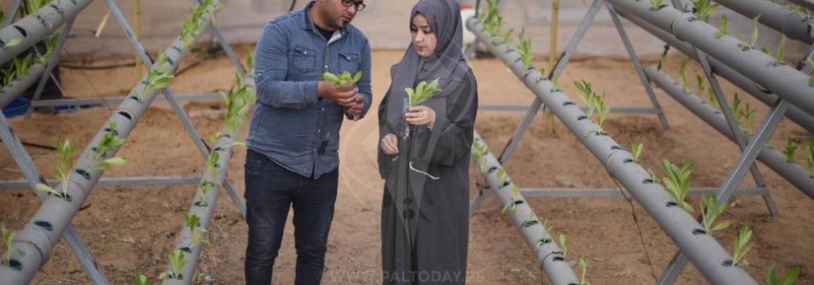 الأخوان أبو دقة مهندسان زراعيان يُنبتان الخس بـالزراعة المائية