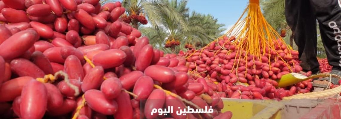 افتتاح موسم جني ثمار البلح في دير البلح