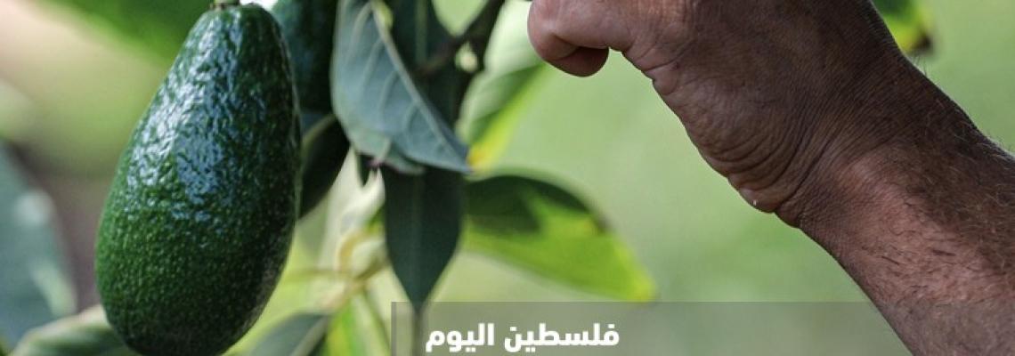 مزارعون يقطفون ثمار الافوكادو في قطاع غزة