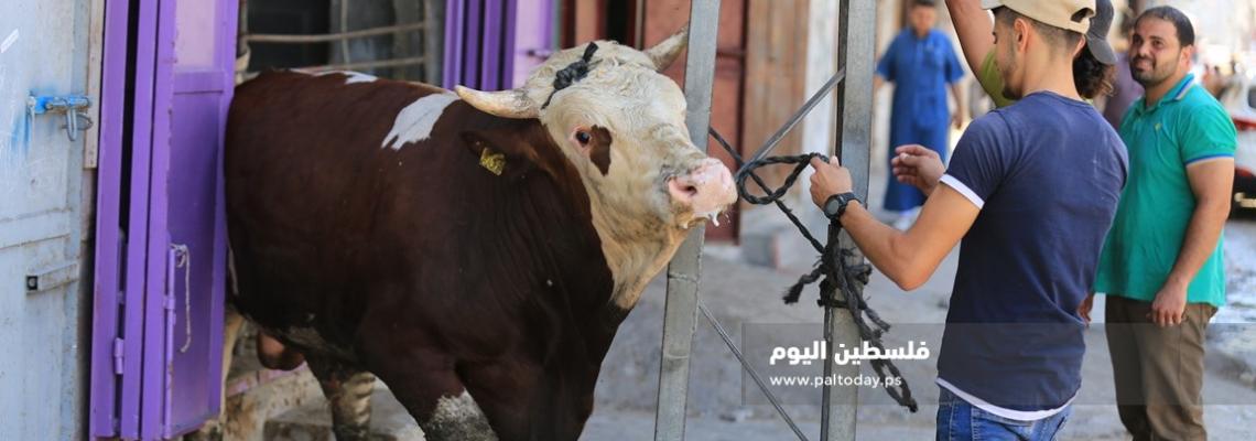 غزيون يجهزون الاضاحي امام منازلهم استعداد لذبحها