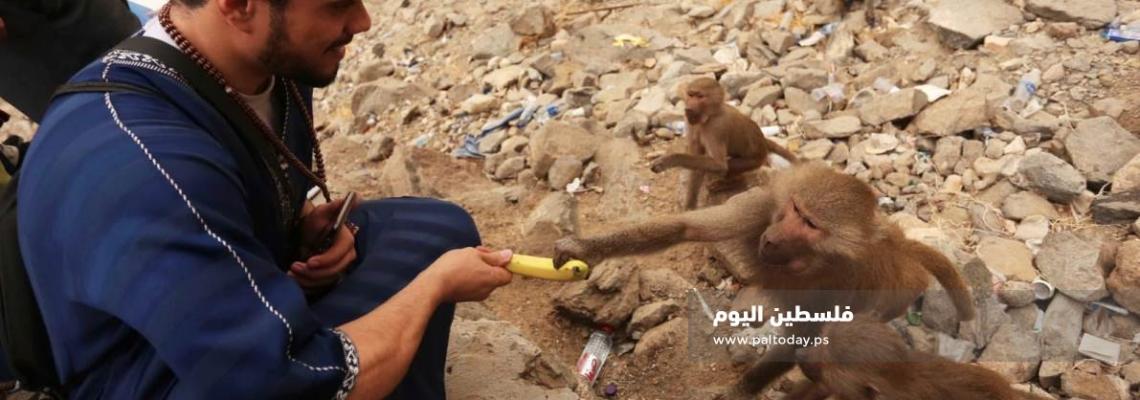 حجاج بيت الله الحرام يطعمون الحيوانات الفواكه على جبل النور قرب غار حراء
