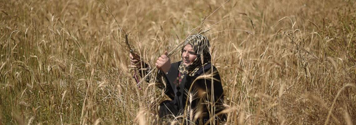 موسم حصاد القمح فى قطاع غزة