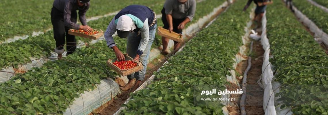 موسم جني ثمار الفراولة في بلدة بيت لاهيا شمال قطاع غزة
