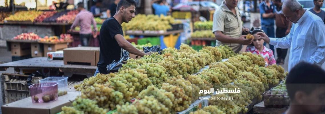 عنب " الشيخ عجلين " يزيّن الطرقات والأسواق فى غزة 