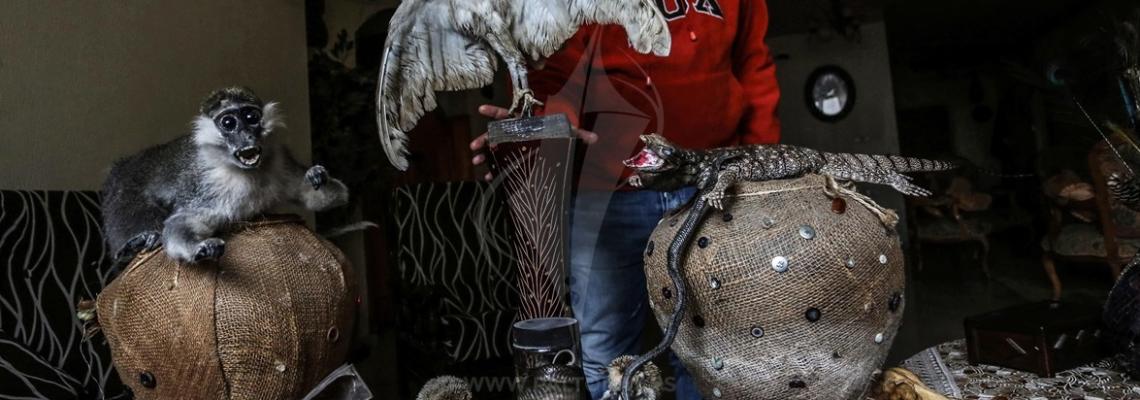 فلسطيني يحنط الحيوانات الميتة لعرضها في المدارس ورياض الأطفال لأغراض تعليمية