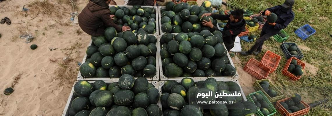 بدء موسم قطف " البطيخ " من مواصي مدينة خانيونس جنوب القطاع