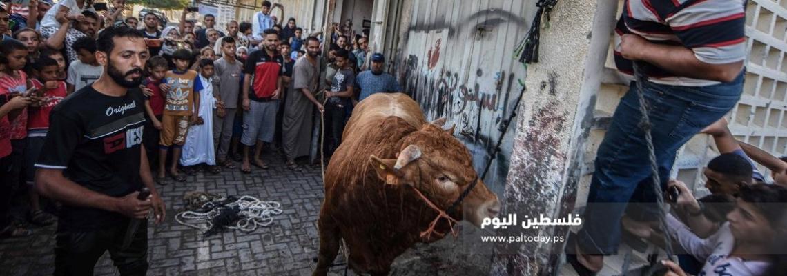 ذبح الأضاحي فى اول أيام عيد الأضحى فى غزة