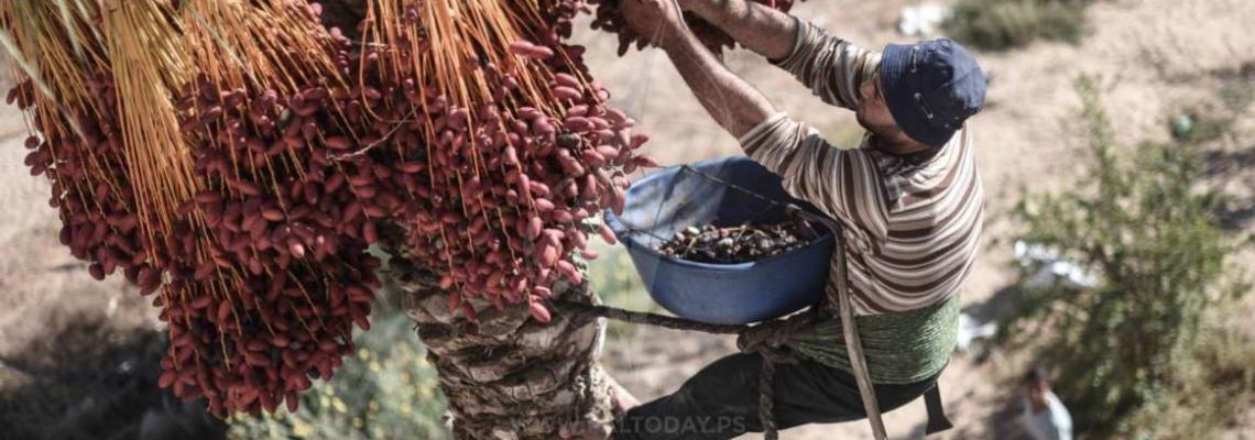 موسم جنى ثمار البلح من مدينة خانيونس جنوب قطاع غزة