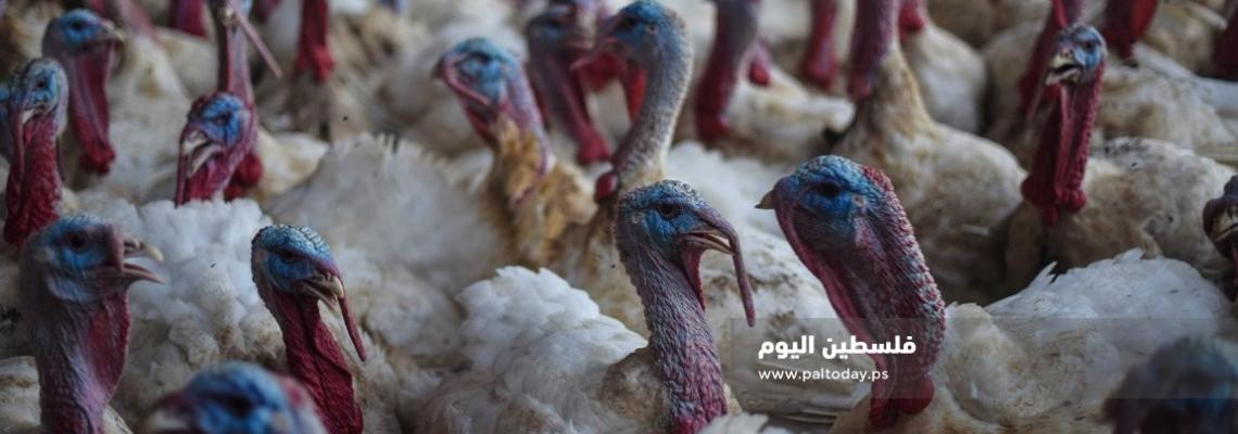 شاهد.. مزارع تربية " الحبش " جنوب قطاع غزة