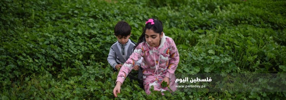 موسم قطف نبتة " الخبيزة " من بلدة عبسان جنوب قطاع غزة