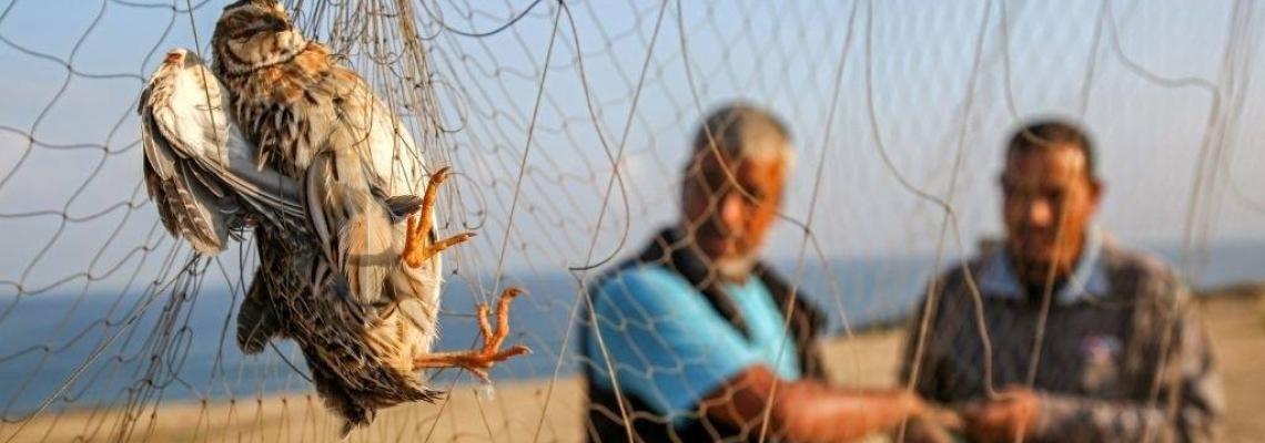 صيد طائر السمان عبر شباك في غزة
