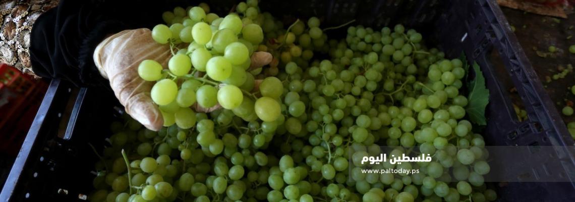 مزارعون يعملون في مزارع العنب في قرية الجفتلك شمال أريحا في الأغوار الجنوبية، 